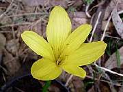 Sternbergia lutea